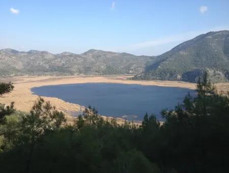 Dalaman, Kapıkargın - 67.200M2 Olive Grove