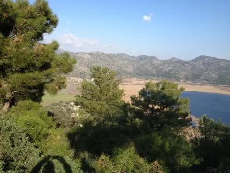 Dalaman, Kapıkargın - 67.200M2 Olive Grove