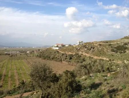 Dalaman, Kapıkargın - 67.200M2 Olive Grove