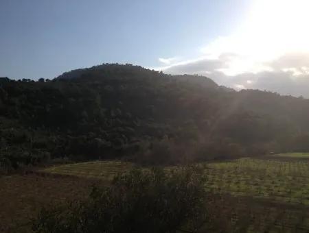 Dalaman, Kapıkargın - 67.200M2 Olive Grove